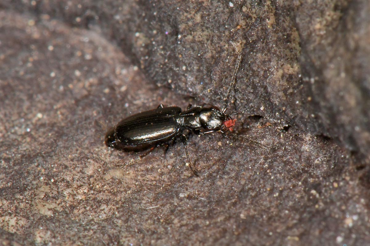 Carabidae: Apristus europaeus: il 